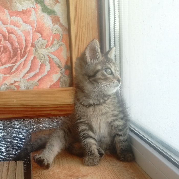 Кошеня дівчинка в любяшую родину