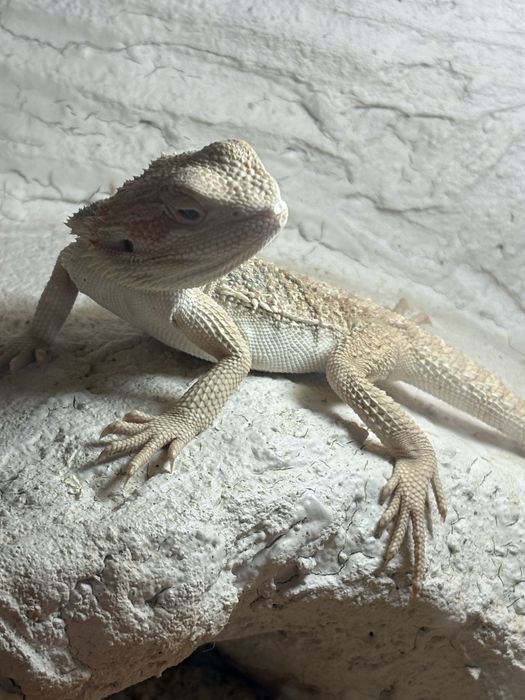 Agama brodata samica