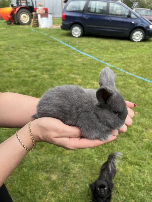 Młode króliki Barany francuskie niebieskie Samce