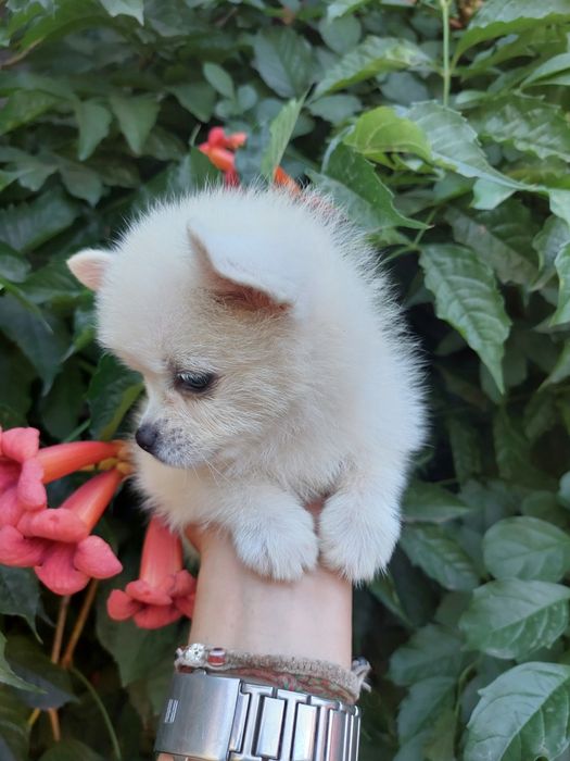 Кукольный  мальчик чихуахуа