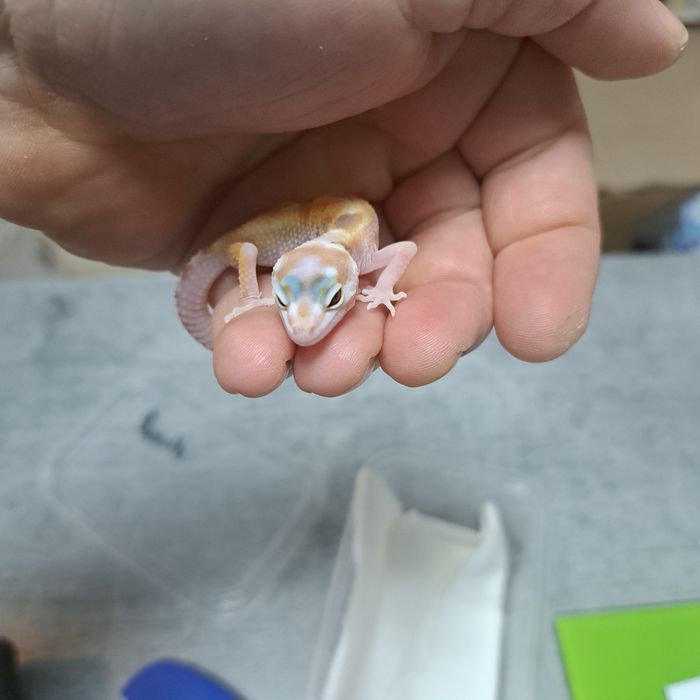 gekon lamparci w PAWIK.PL sklep zoologiczny Karolina Park