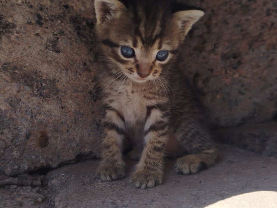 Бездомные котята ищут дом