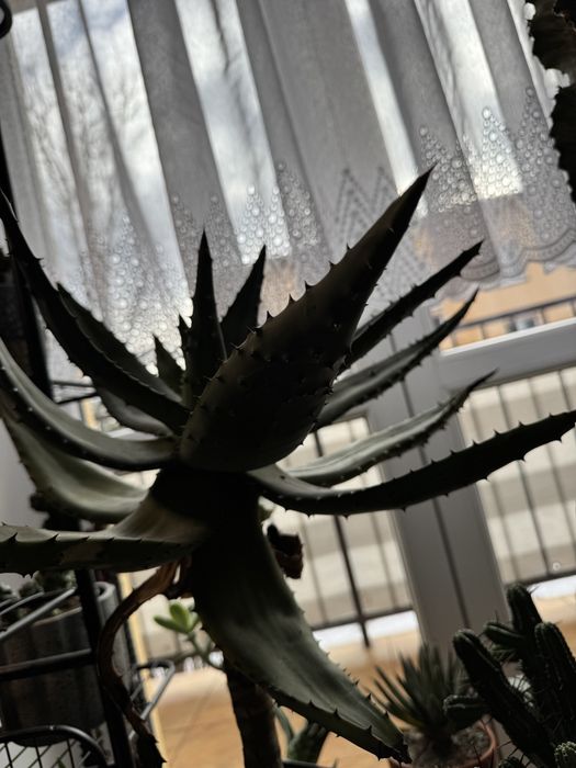 Aloes uzbrojony- Aloe Ferox rzadki okaz!