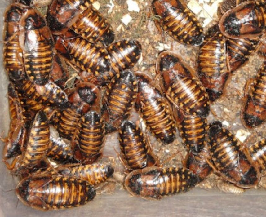 Аргентинские тараканы.