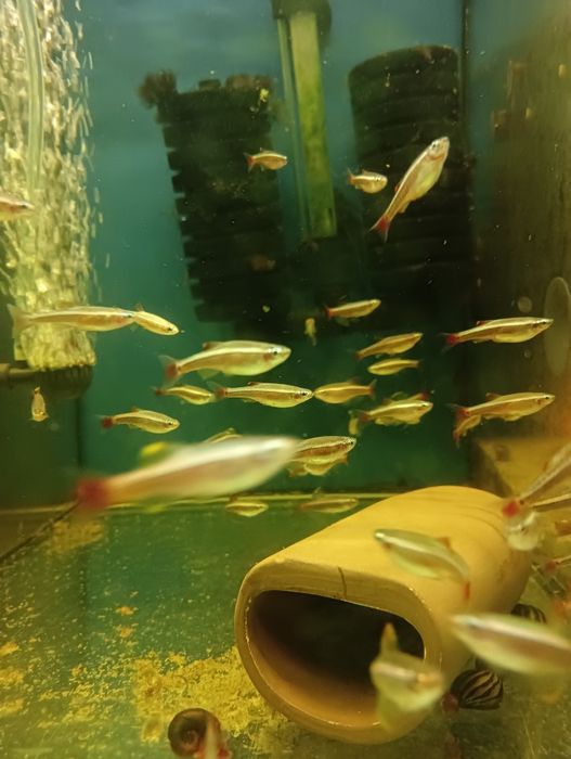 Neon innesa XL, czarny, czerwony, rodostomus, kardynałek itp