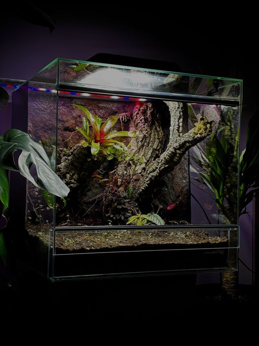 Terrarium na wymiar z aranżacją