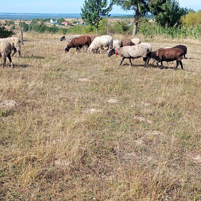Продам вівці і баранчики..