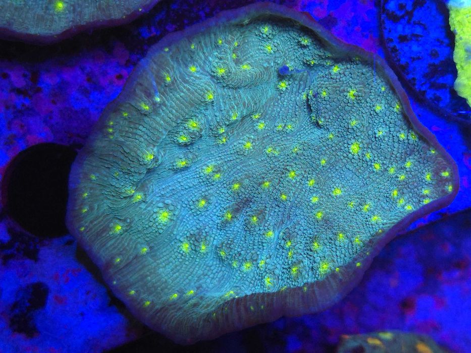 Echinopora sp. Prosty Koralowiec Akwarystyka morska Poznań Wysyłka