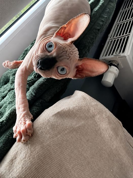 Sfinks kanadyjski/ Canadian sphynx kotka