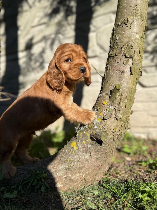 Cudowny mocno złoty piesek Cocker Spaniel Angielski z rodowodem i wyprawką