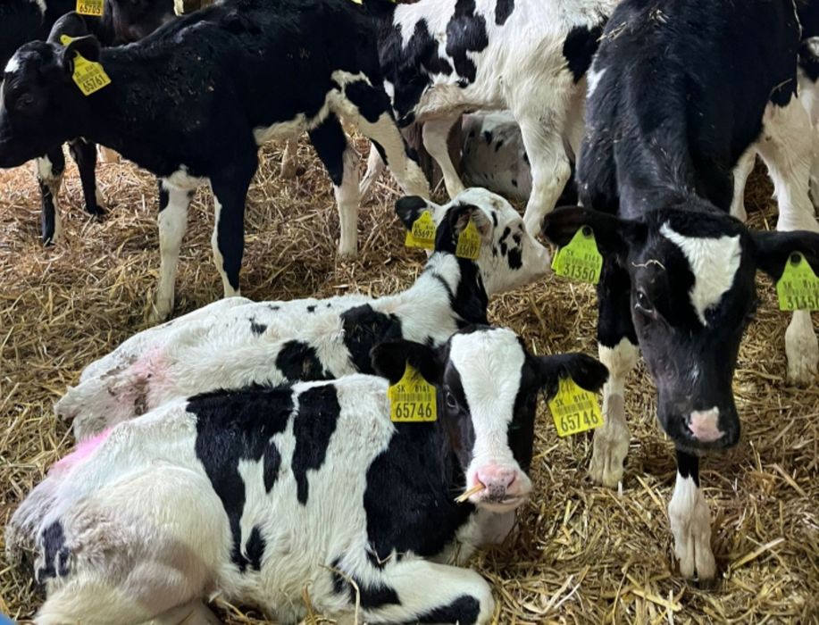 Jałówki 30 sztuk 2 miesieczne