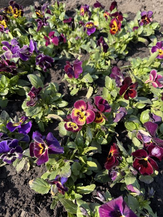 Квіти квітки братики братчики