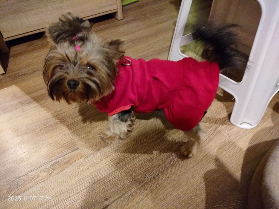 Ubranko polar sukienka dla psa suczki L