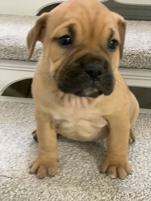 Кадебо, мальоркский мастиф