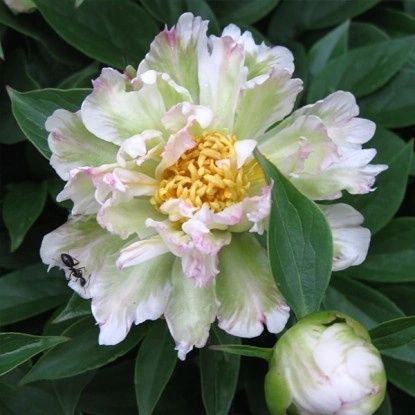 Пион Green lotus