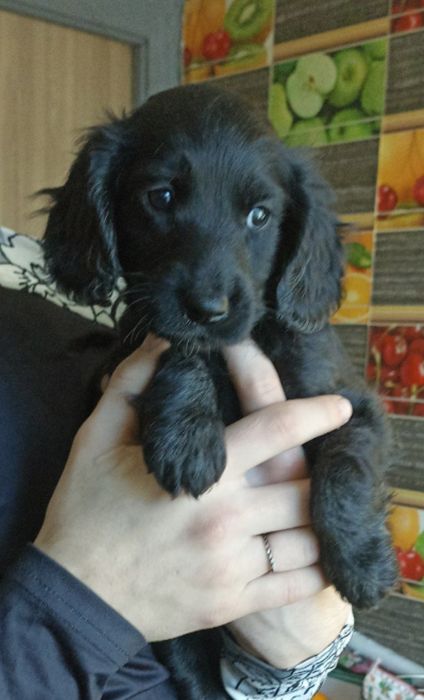 щеня кокер-спанієля