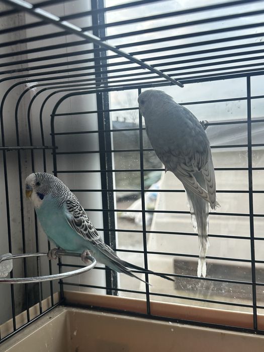 Sprzedam parke papug falistych