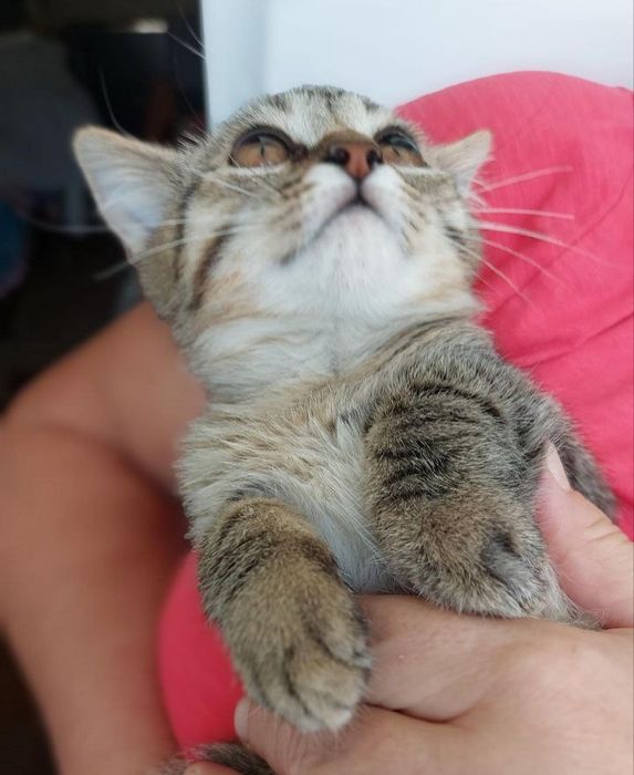 Тигровый котенок мальчик