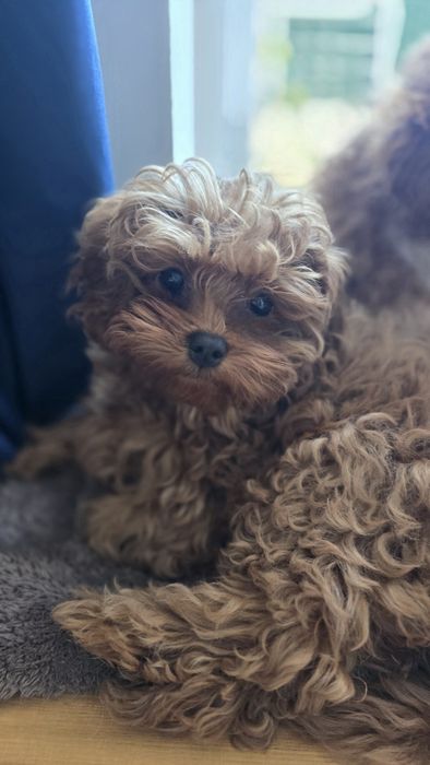 Cavapoo F1b sunia