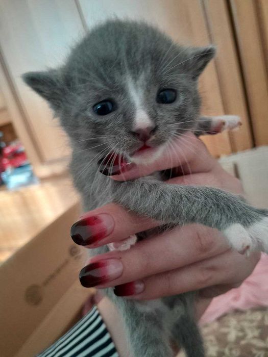 кошенята в добрі руки