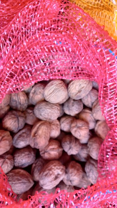 Nozes variedade franquete