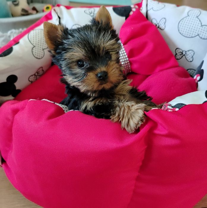 Suczka  York Yorkshire terrier