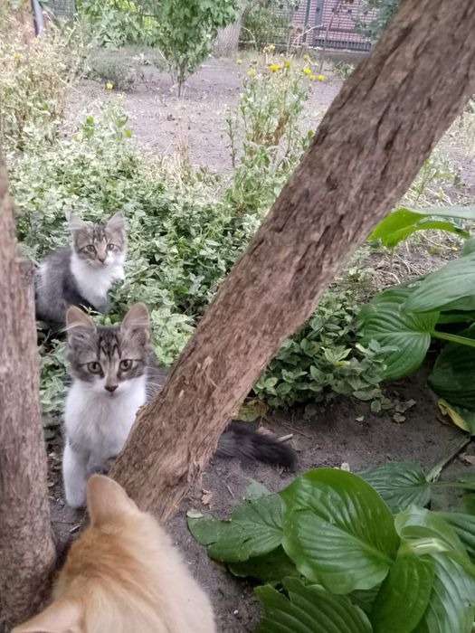 Кошенята шукають родину