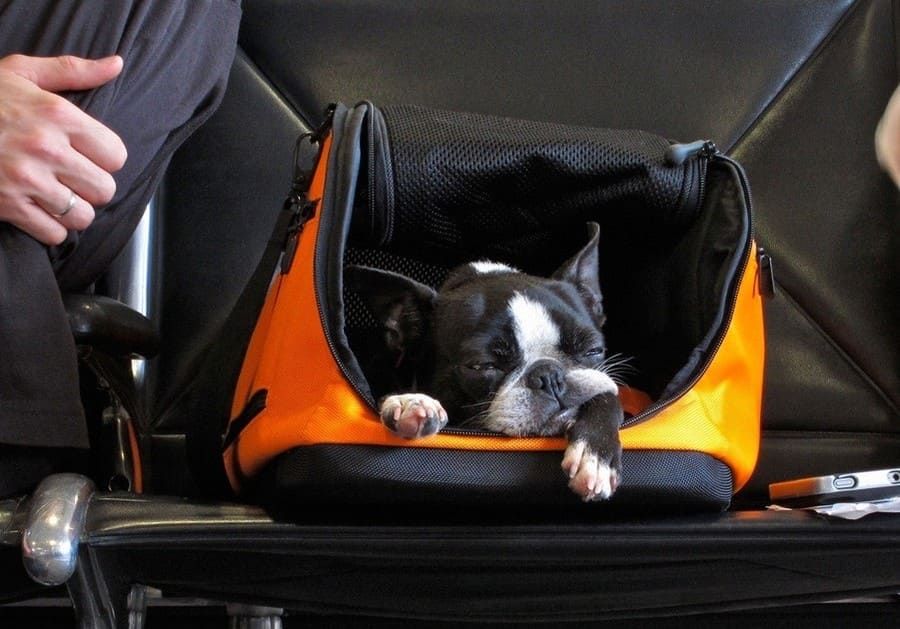 СРОЧНО за 5дней‼️Ветформа. Чипирование собак и других для выезда в ЕС