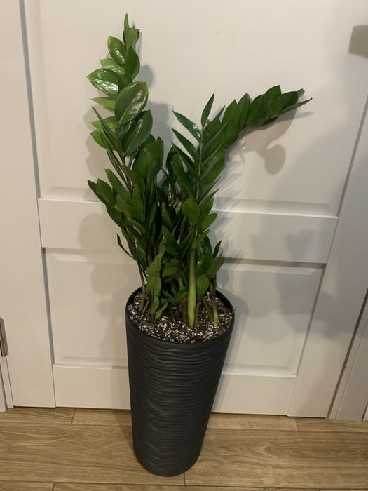 Заміокулькас висота   1  м  На подарок