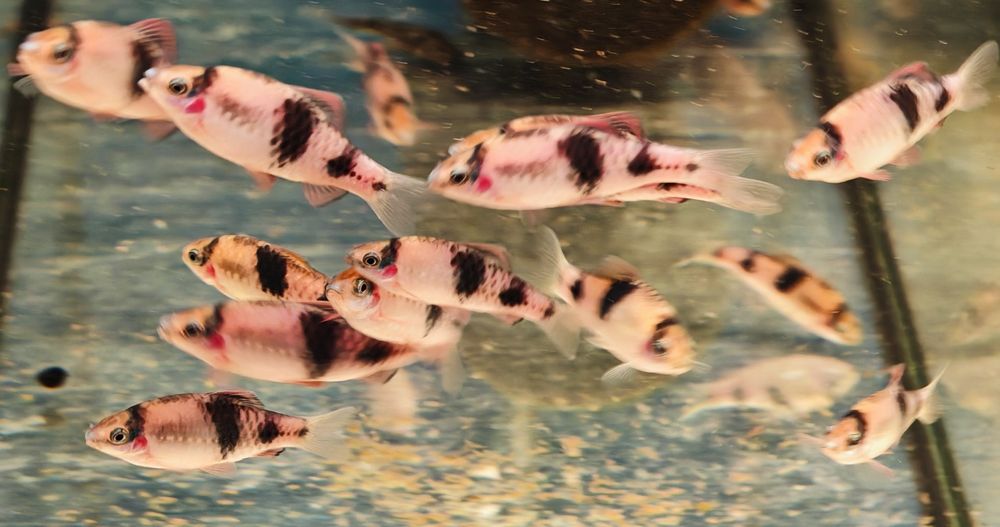 Brzanka panda Aquafizz Creative