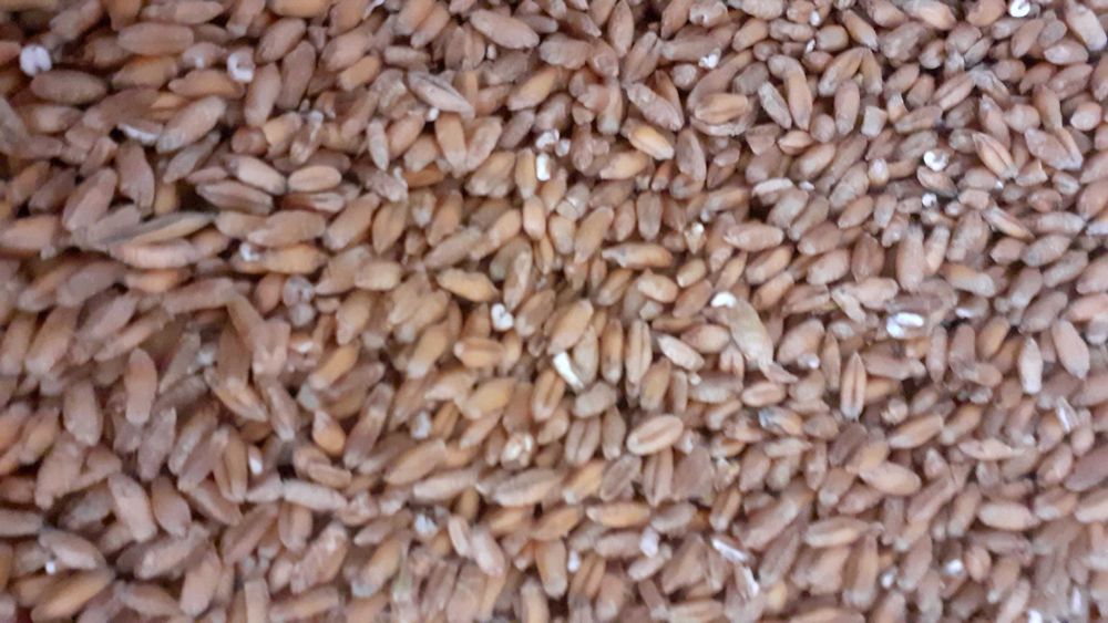 Mieszanka przenżyta z pszenicą