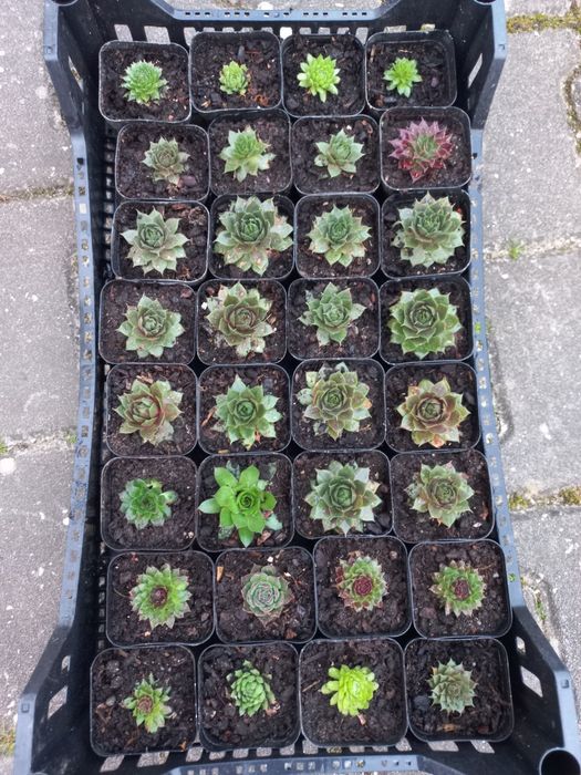 Plantas suculentas mini