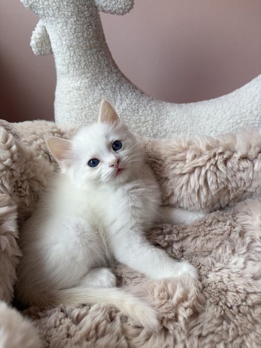 Ragdoll kocurek rudy FPL/FIFe