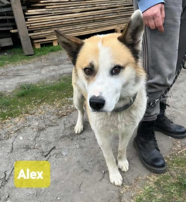 Śliczny łagodny pies szuka domu.