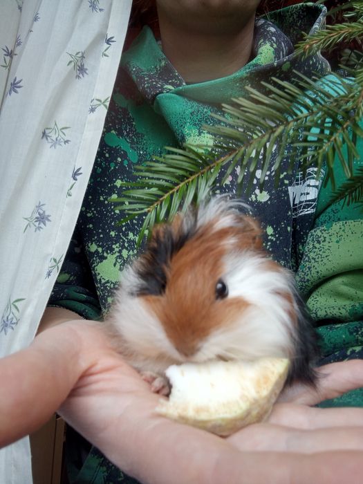 Świnka morska Oddam w dobre ręce