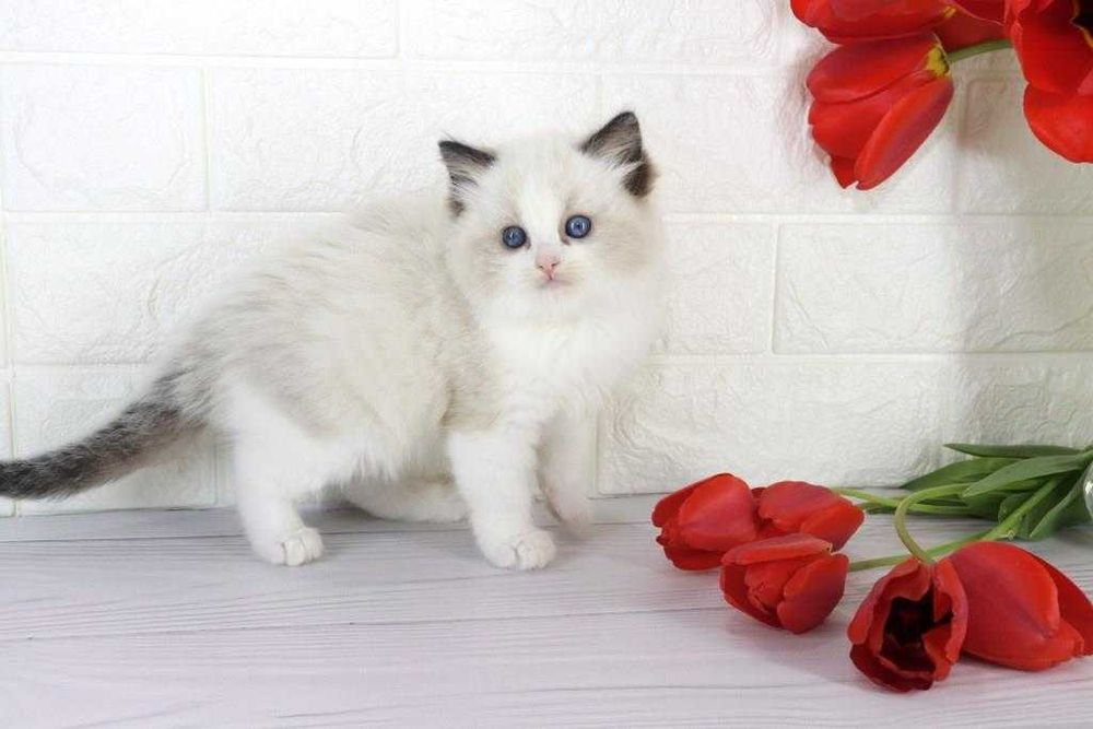 Цікавий і ласкавий котик з вакцинами та гарними навичками-Ragdoll