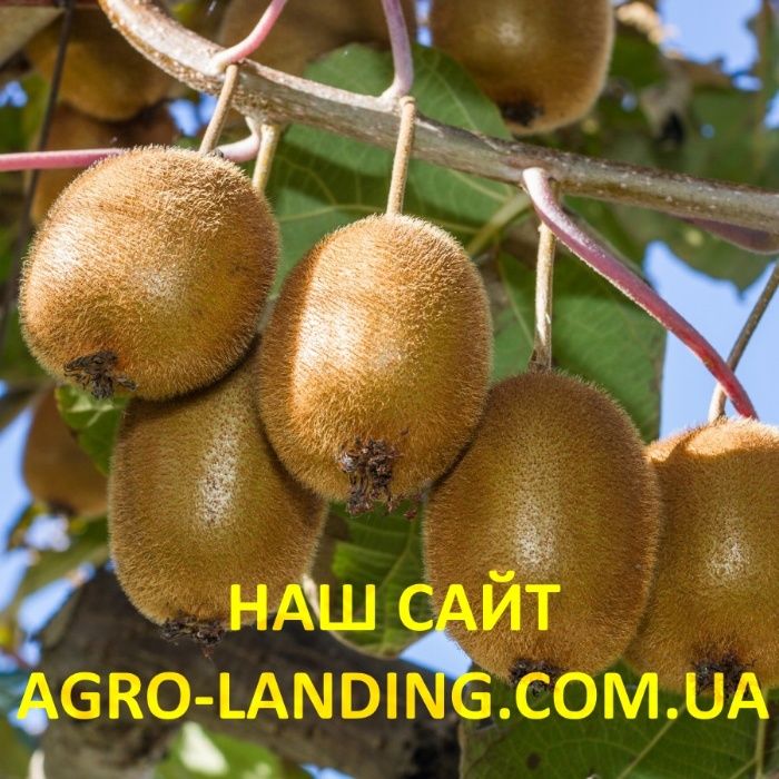 Саджанці морозостійкого ківі Закарпатський, Хейворд, Дженні +Подарунок