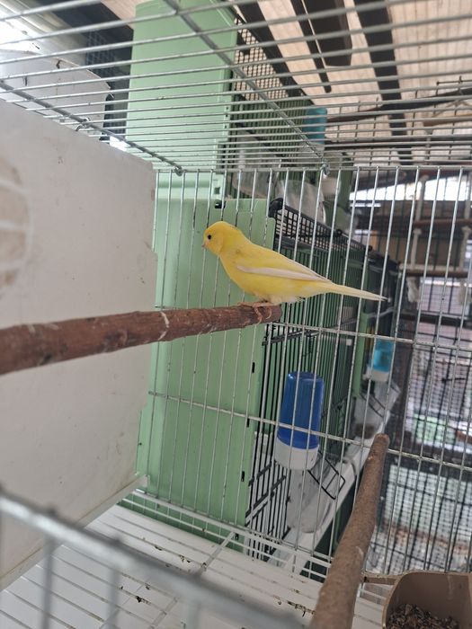 Kanarkii samice harcerskie