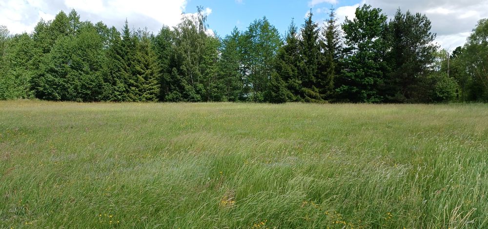 Działka 1000m Skrybicze warunki zabudowy