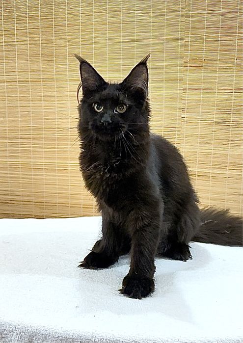 Дівчинка мейн-кун в чорному забарвлені