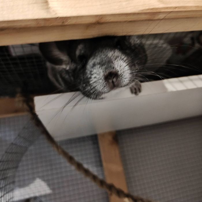 Szynszyla (kolor standard )