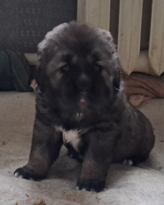 Цуценята кавказської вівчарки