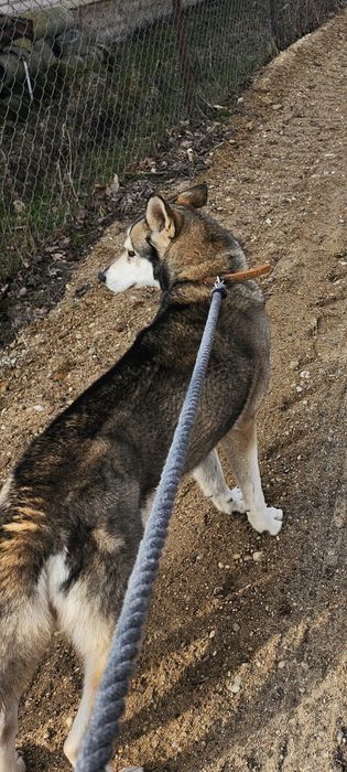 Alaskan Malamut, pies, oddam