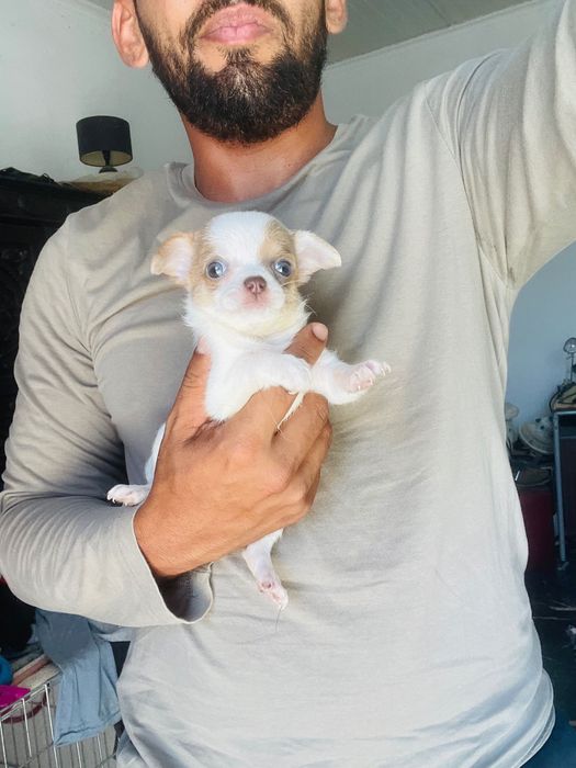 chihuahua fêmea