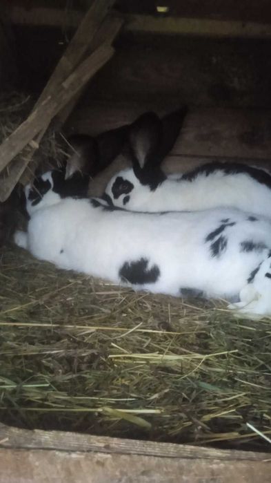 Sprzedam samca i samice