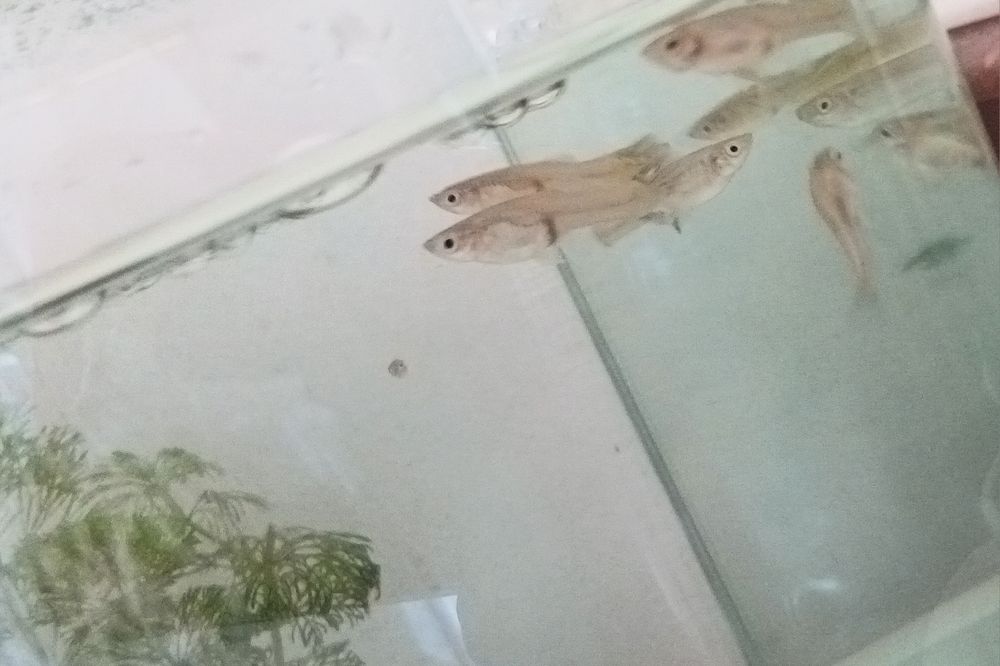 Troco ou vendo guppys