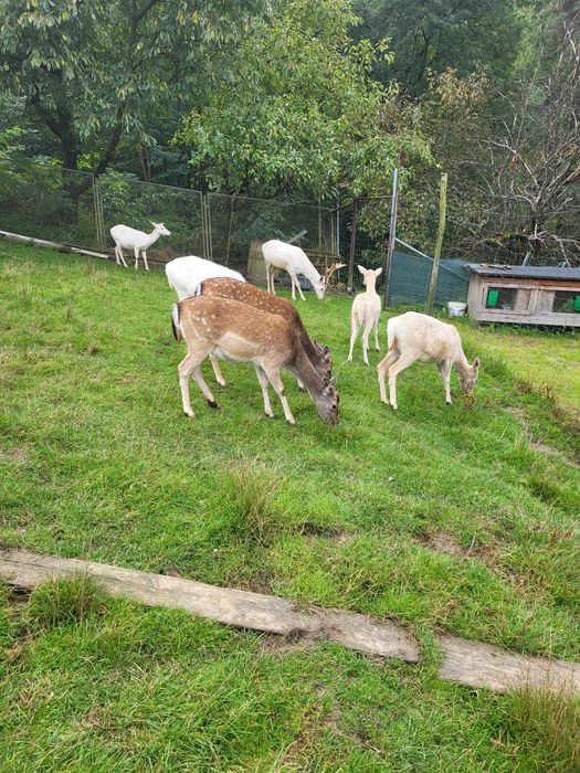 Łanie białe i płowe