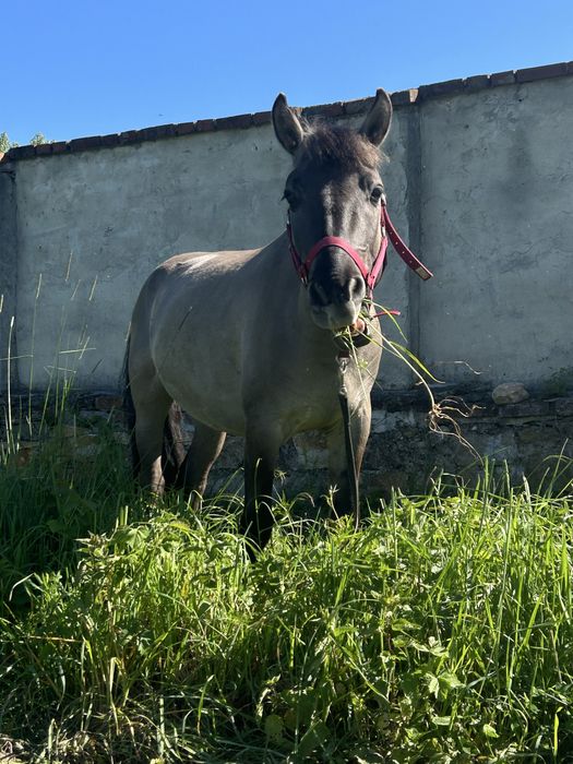 Sprzedam ogiera 5 letniego