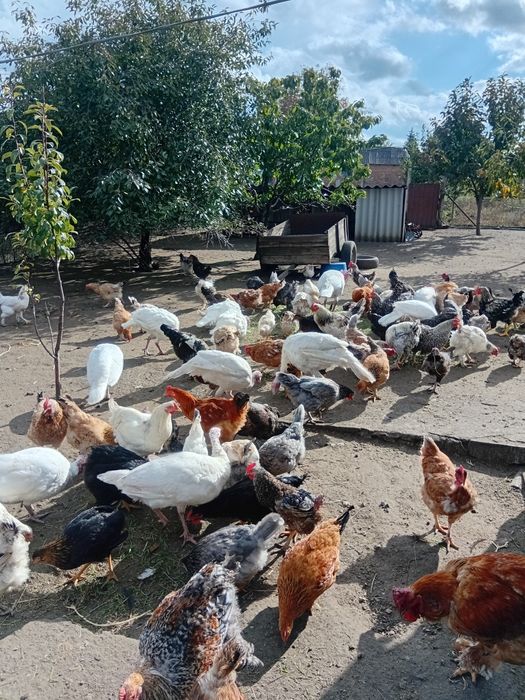 Продаю курочок домашніх