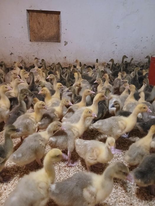 Sprzedam kaczki ,gesi